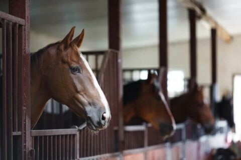 Kehlkopfentzündung Pferd Reiten